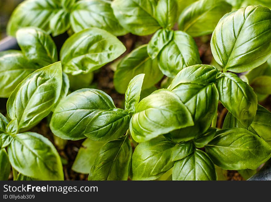 Bright green growing basil plants, top view. Concept of gardening, fresh greens and herbs. Bright green growing basil plants, top view. Concept of gardening, fresh greens and herbs.