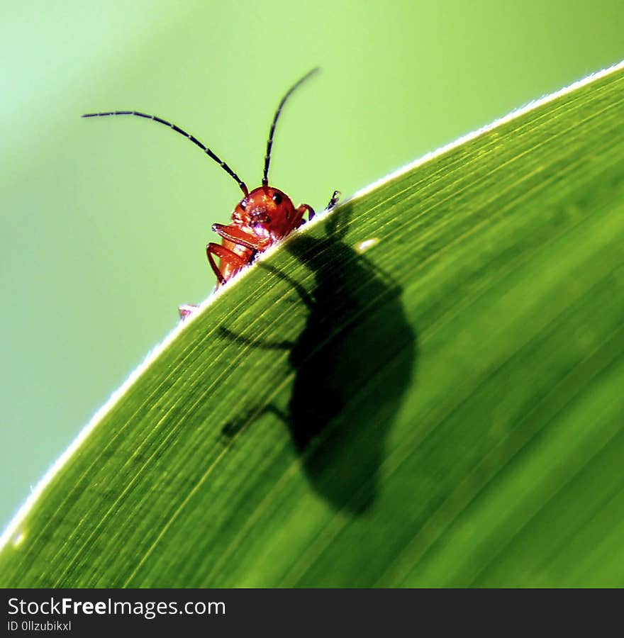 Insect, Leaf, Invertebrate, Macro Photography