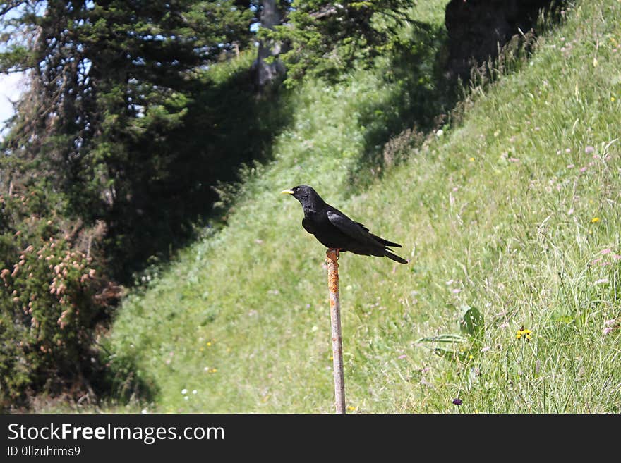 Bird, Ecosystem, Fauna, Nature Reserve