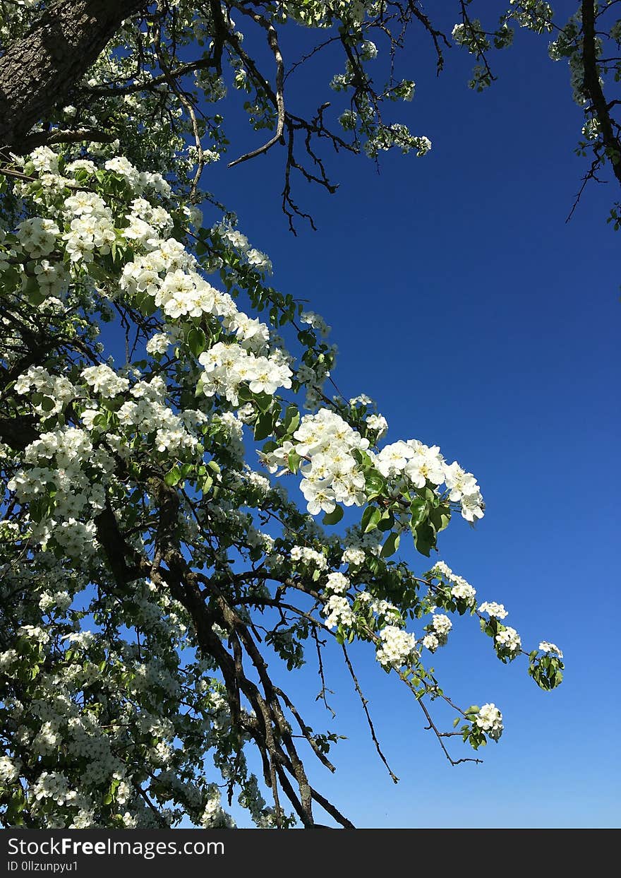 Blue, Sky, Branch, Tree