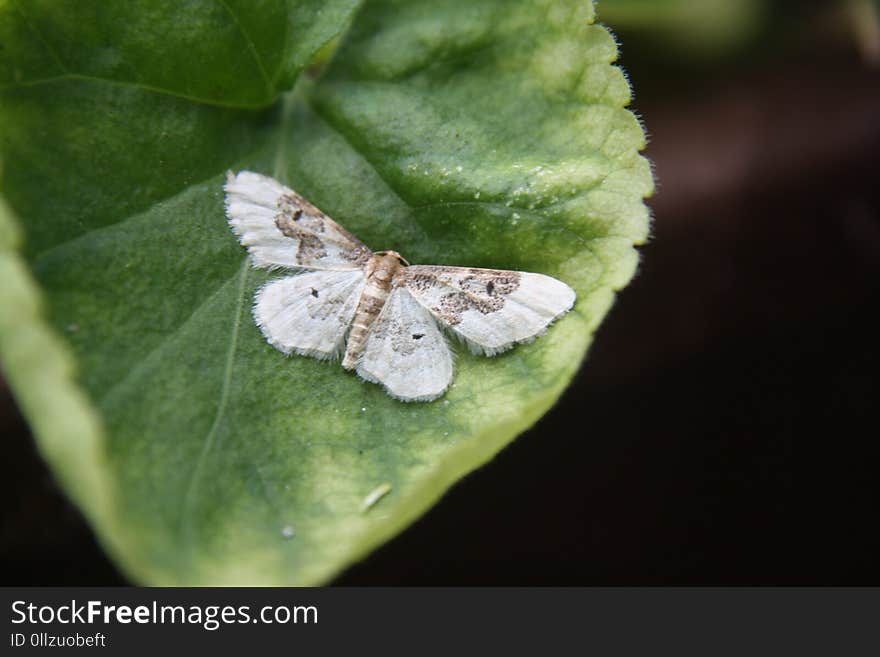 Moths And Butterflies, Insect, Butterfly, Moth