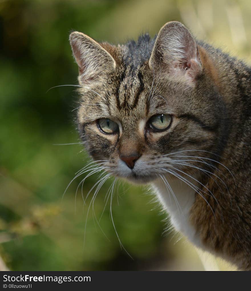 Cat, Whiskers, Fauna, Mammal