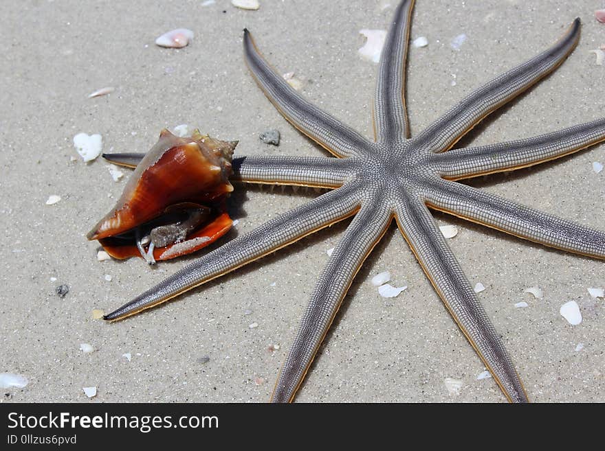 Starfish, Invertebrate, Marine Invertebrates, Organism