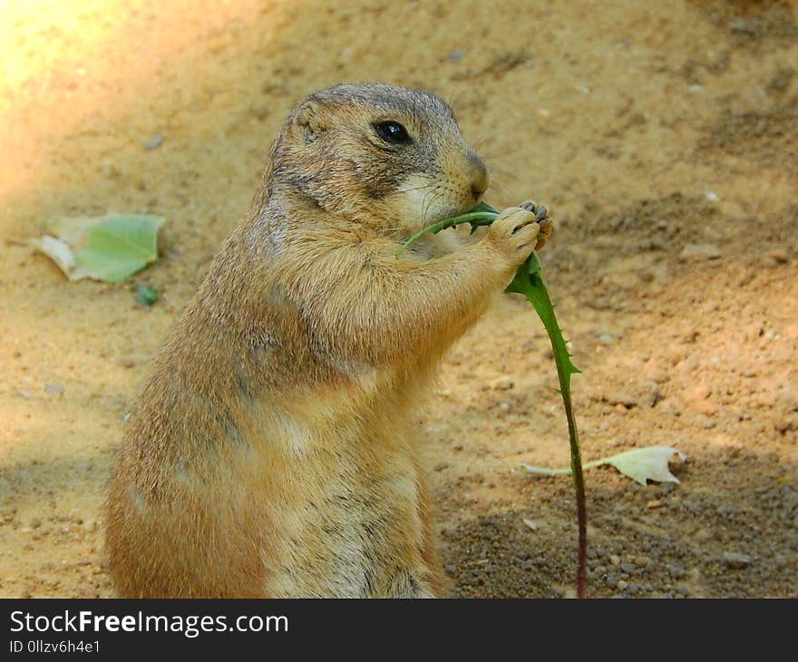 Prairie Dog, Mammal, Fauna, Squirrel