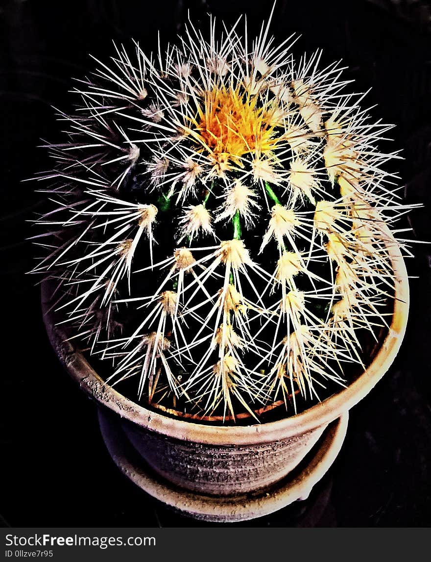 Plant, Cactus, Flowering Plant, Flora