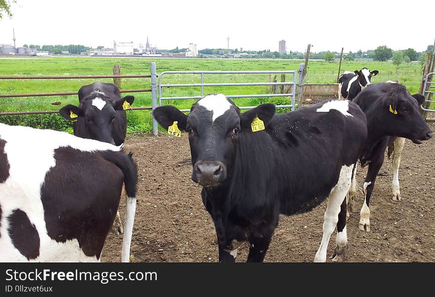 Cattle Like Mammal, Dairy Cow, Dairy, Cow Goat Family