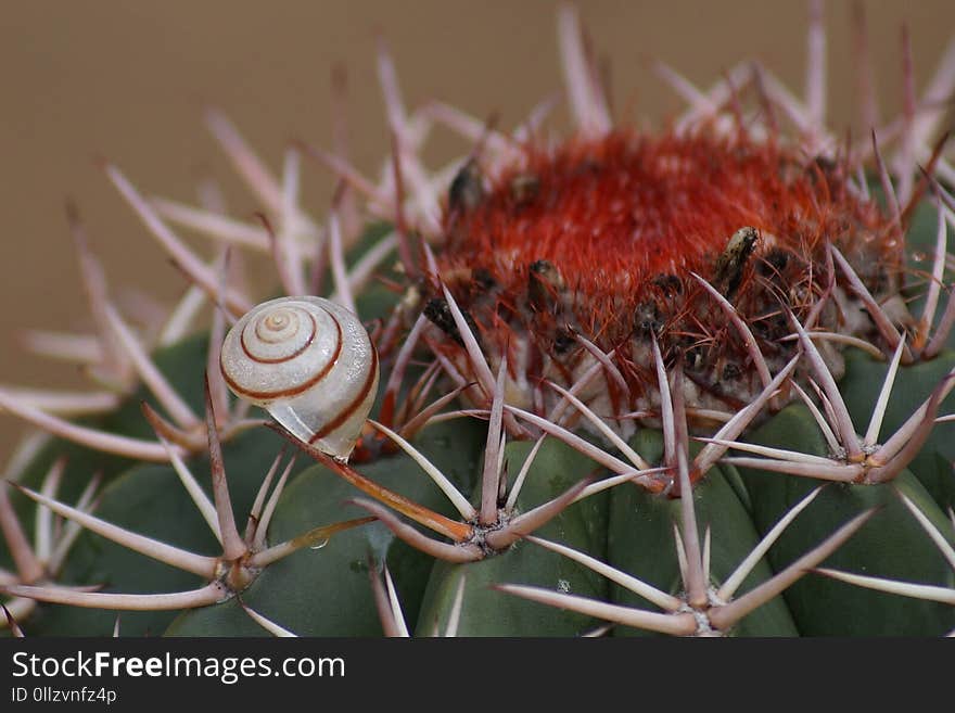 Thorns Spines And Prickles, Cactus, Plant, Vegetation