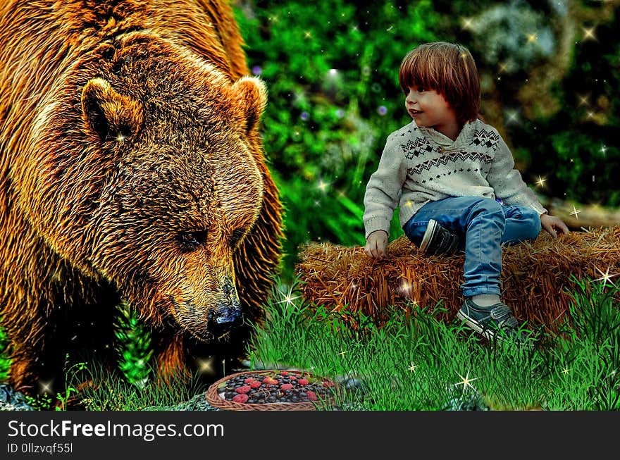 Mammal, Brown Bear, Grizzly Bear, Wildlife