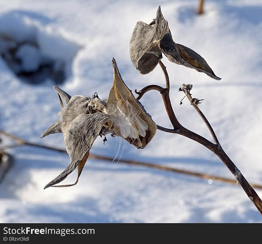 Bird, Fauna, Wildlife, Wing