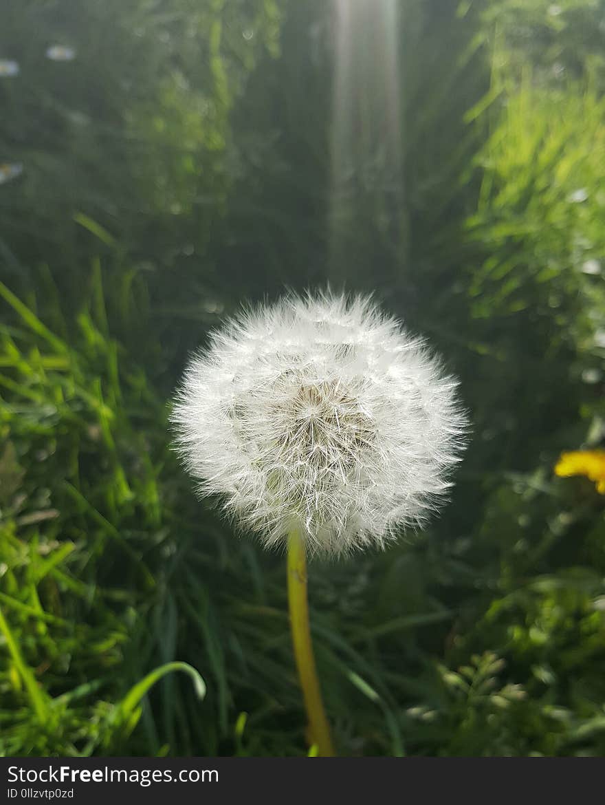 Flower, Dandelion, Flora, Plant