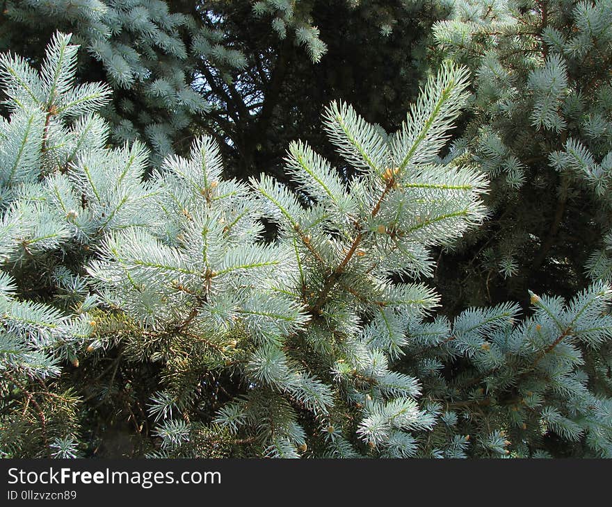 Tree, Spruce, Pine Family, Conifer