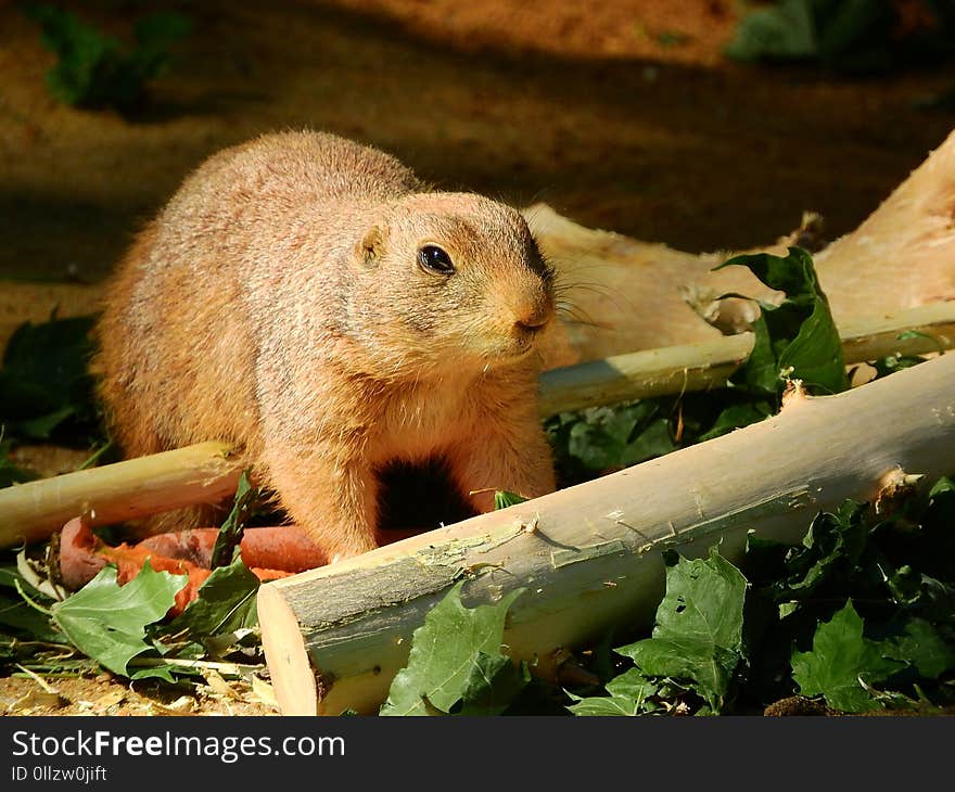 Fauna, Mammal, Prairie Dog, Squirrel