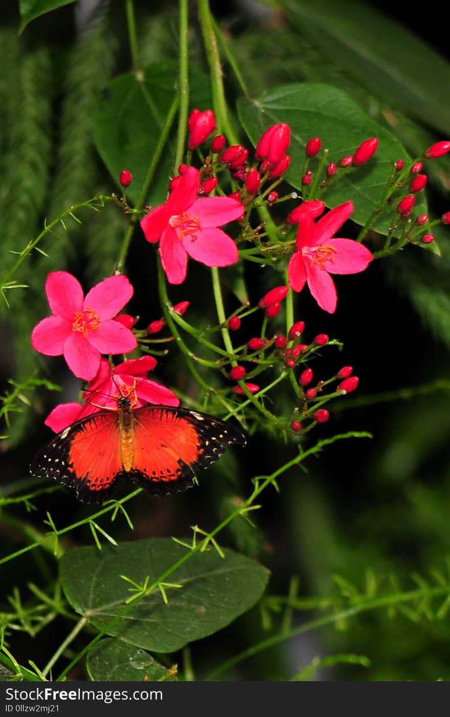 Flower, Plant, Flora, Flowering Plant