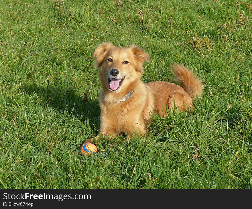 Dog, Dog Breed, Dog Like Mammal, Dog Breed Group