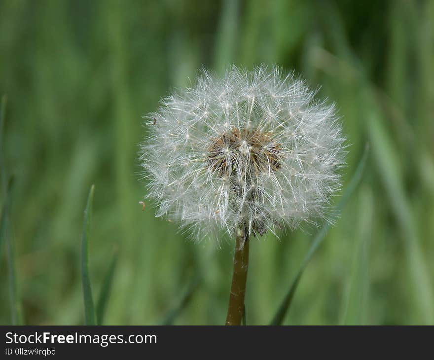 Dandelion, Flower, Flora, Close Up