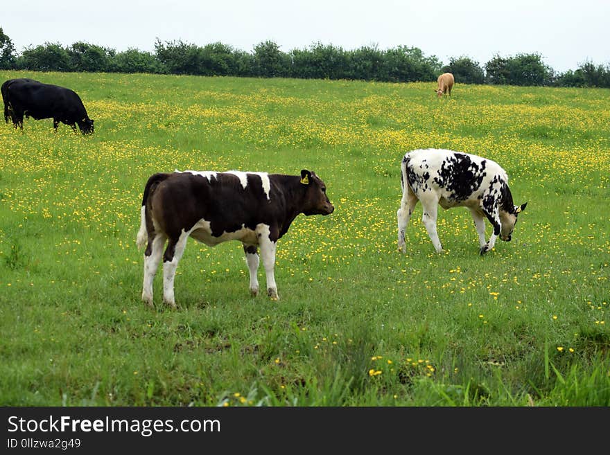 Grassland, Pasture, Cattle Like Mammal, Grazing