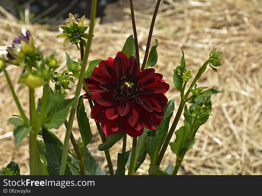 Flower, Plant, Flowering Plant, Dahlia