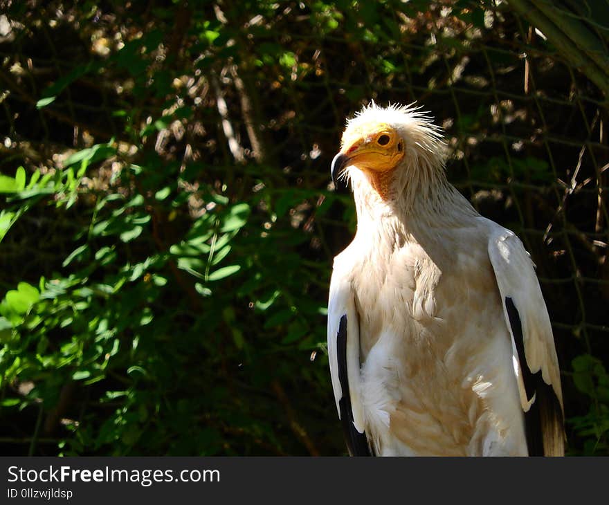 Bird, Bird Of Prey, Beak, Fauna