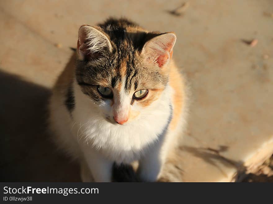 Cat, Fauna, Whiskers, Small To Medium Sized Cats