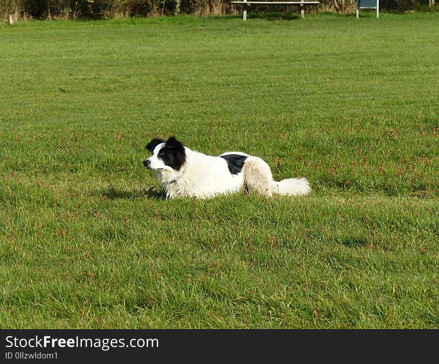 Landseer, Grass, Dog Like Mammal, Dog Breed Group