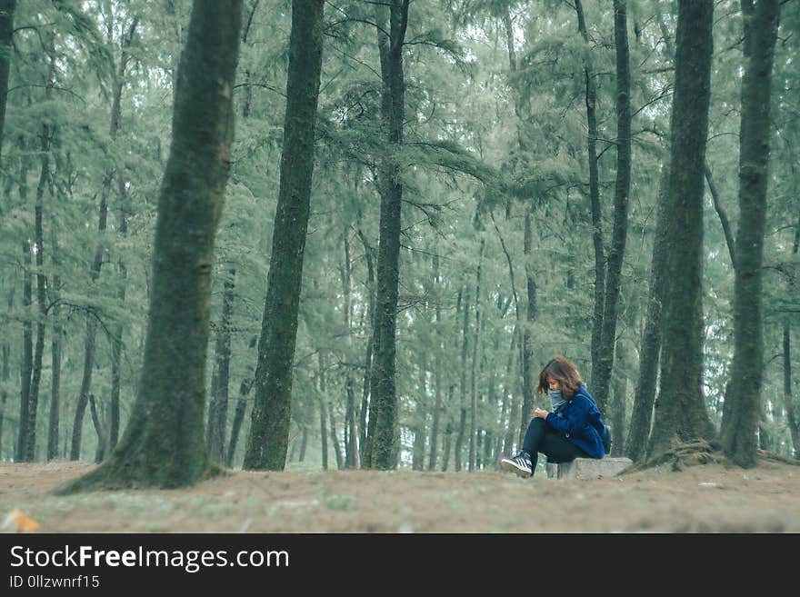 Tree, Nature, Forest, Woodland