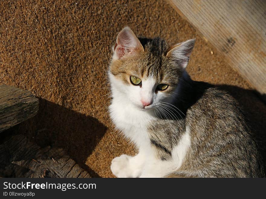 Cat, Fauna, Small To Medium Sized Cats, Whiskers