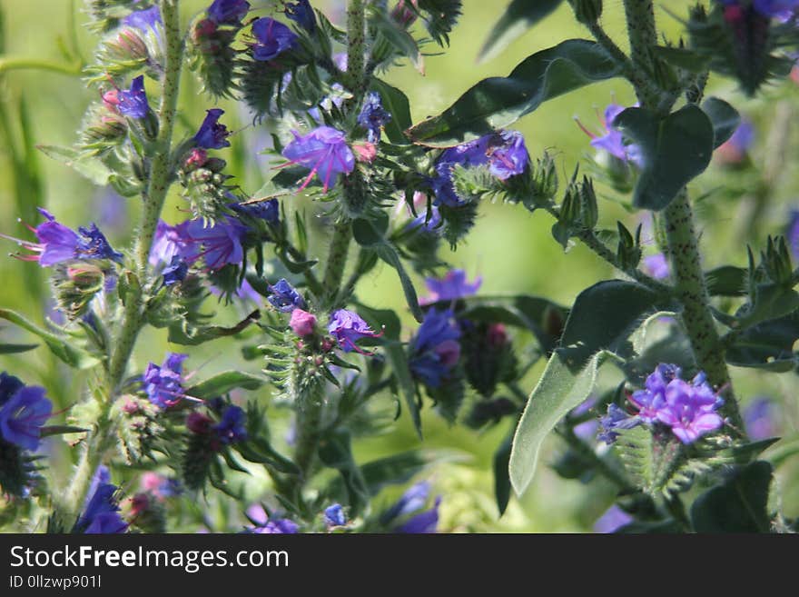 Plant, Purple, Flora, Hyssopus