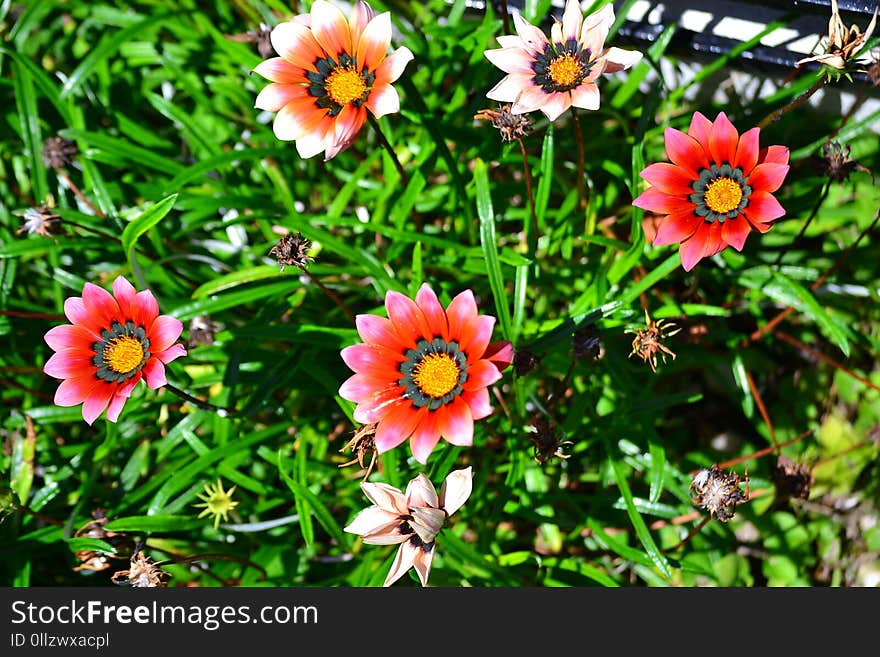 Flower, Plant, Flora, Flowering Plant