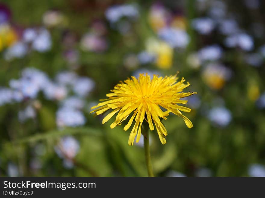 Flower, Yellow, Flora, Dandelion