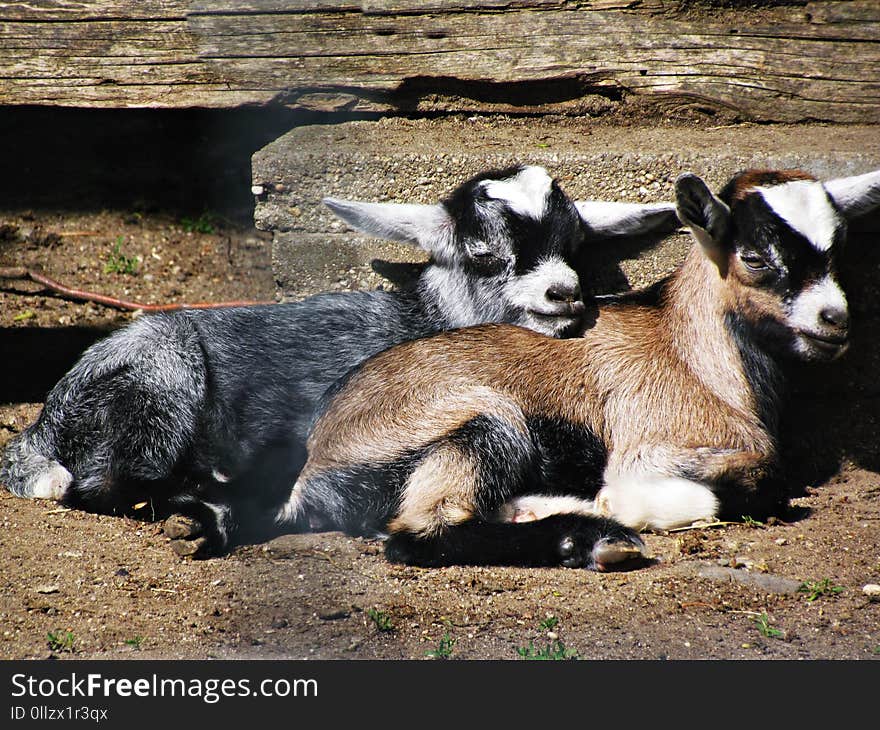 Goats, Goat, Fauna, Livestock