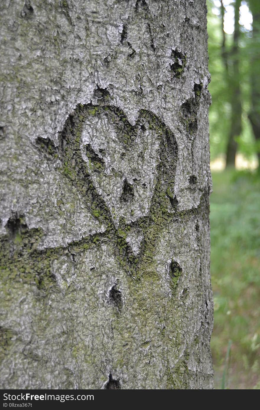 Tree, Woody Plant, Trunk, Plant