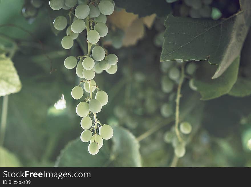 Grapevine Family, Leaf, Grape, Water