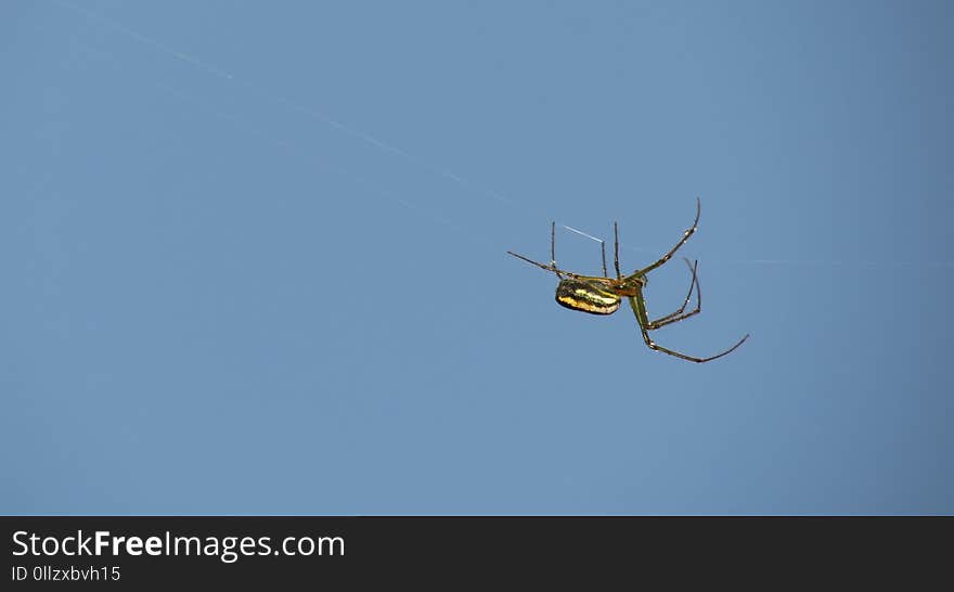 Arachnid, Spider, Invertebrate, Sky