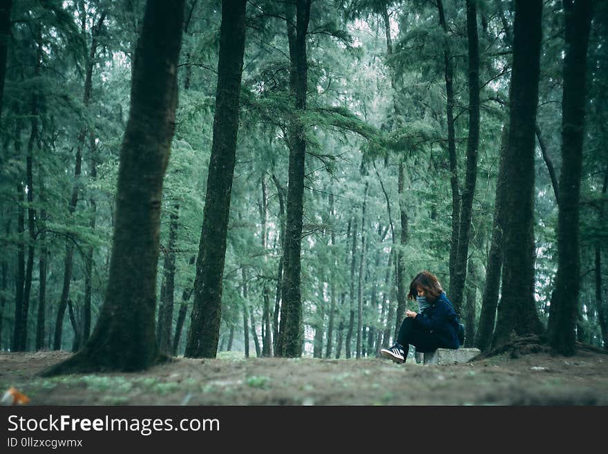 Green, Forest, Nature, Tree