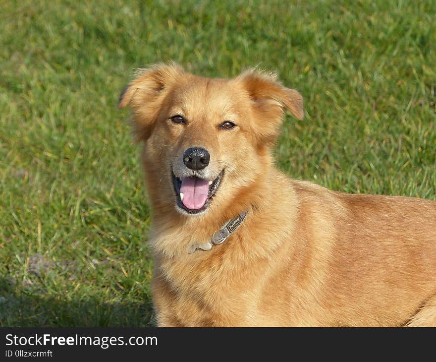 Dog, Dog Breed, Dog Breed Group, Dog Like Mammal