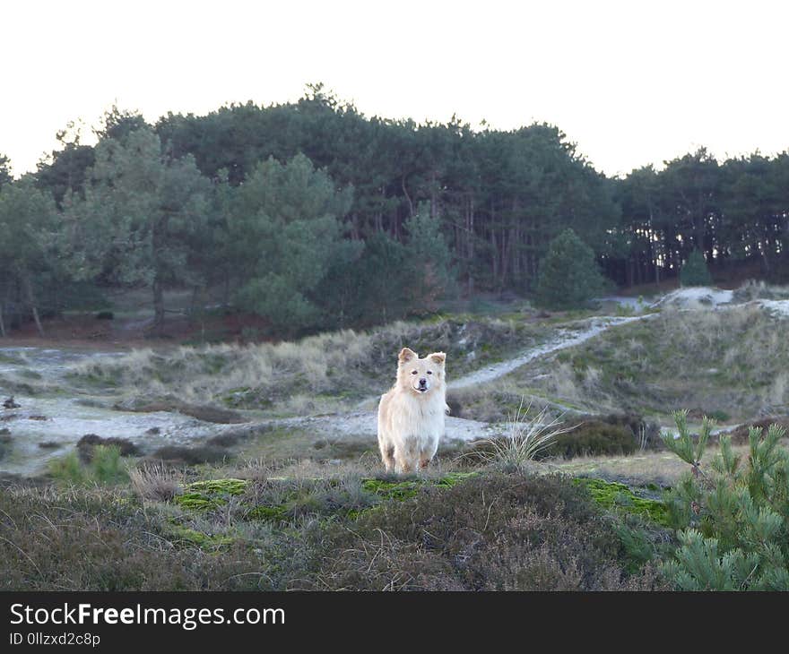 Dog Breed Group, Water Resources, Tree, Dog Like Mammal