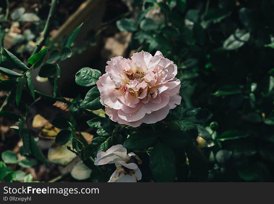 Flower, Rose Family, Plant, Flowering Plant