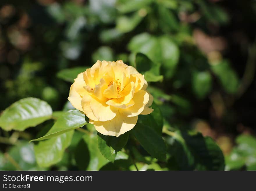 Flower, Rose Family, Yellow, Rose