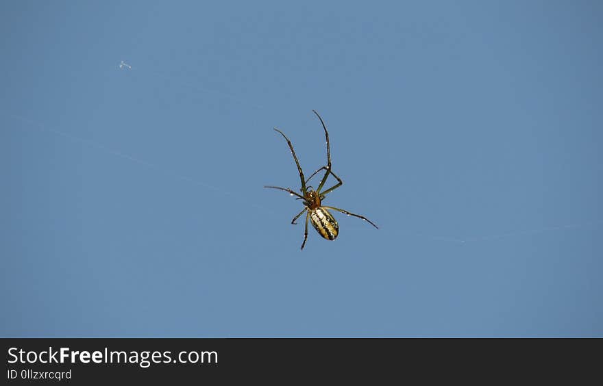 Spider, Arachnid, Sky, Invertebrate