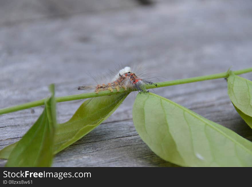 Insect, Dragonfly, Leaf, Invertebrate