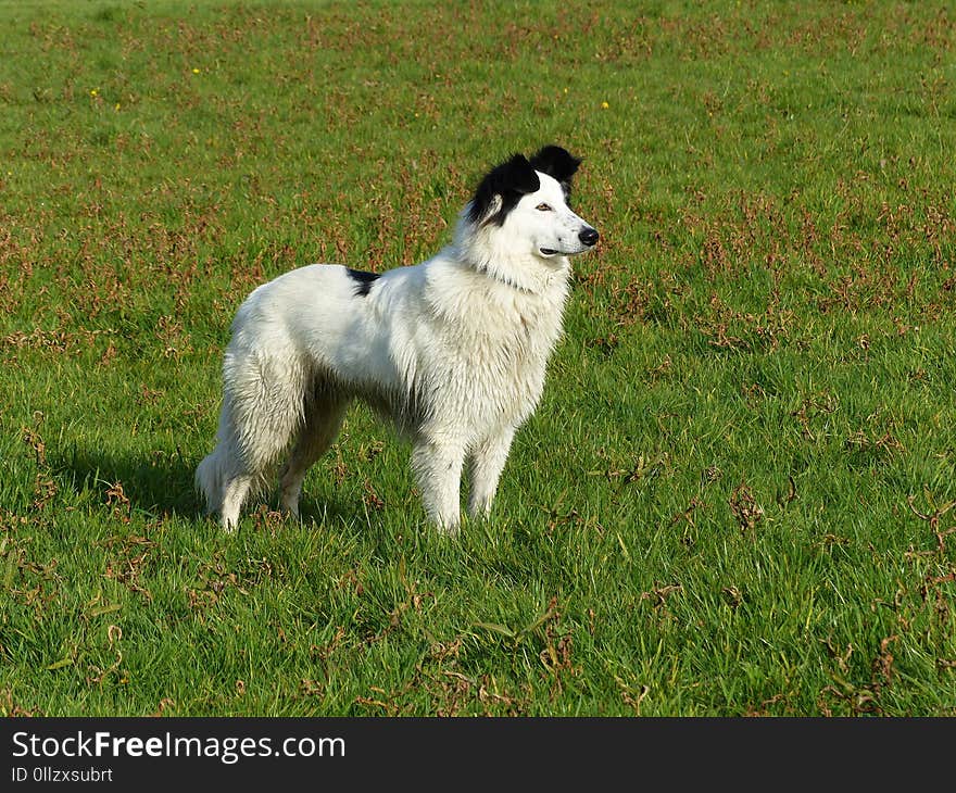 Dog Breed, Dog, Dog Like Mammal, Dog Breed Group