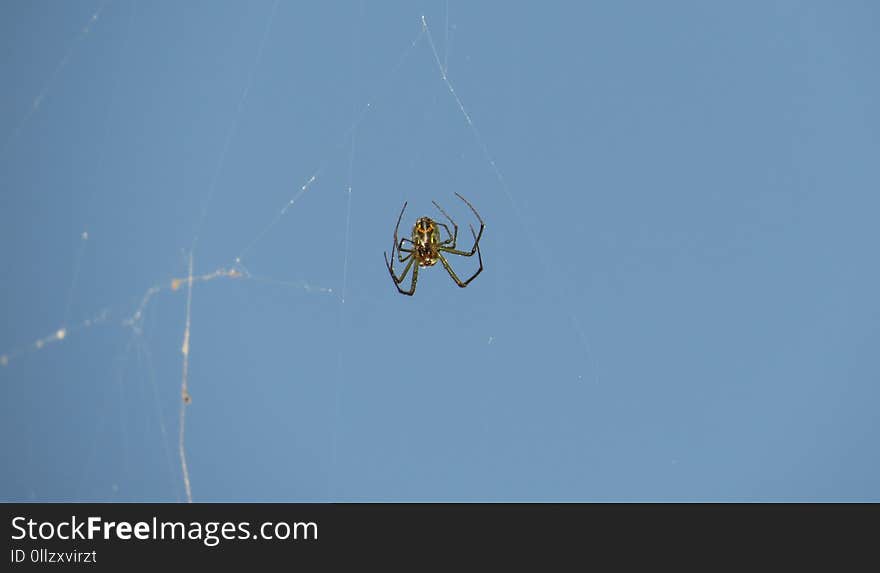 Spider, Arachnid, Sky, Invertebrate