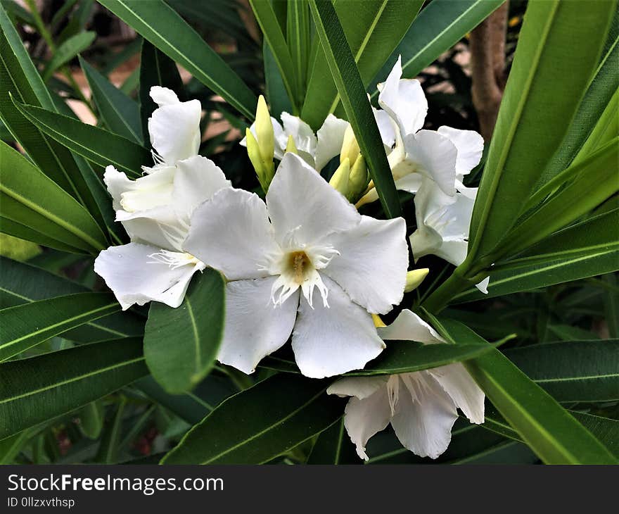 Plant, Flower, Flora, Iris