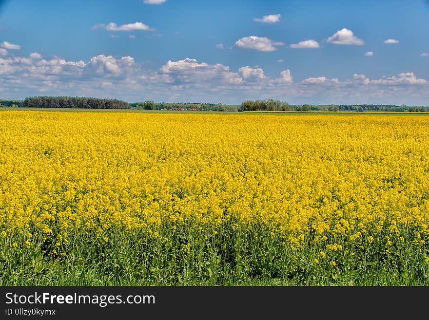 Rapeseed, Yellow, Field, Canola