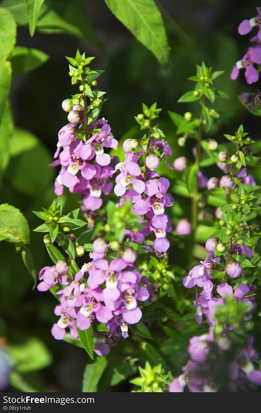 Flower, Plant, Dame's Rocket, Flowering Plant