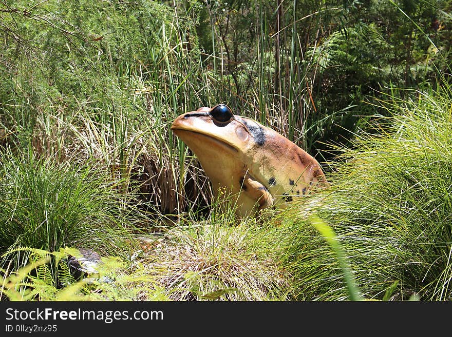 Ecosystem, Fauna, Grass, Nature Reserve