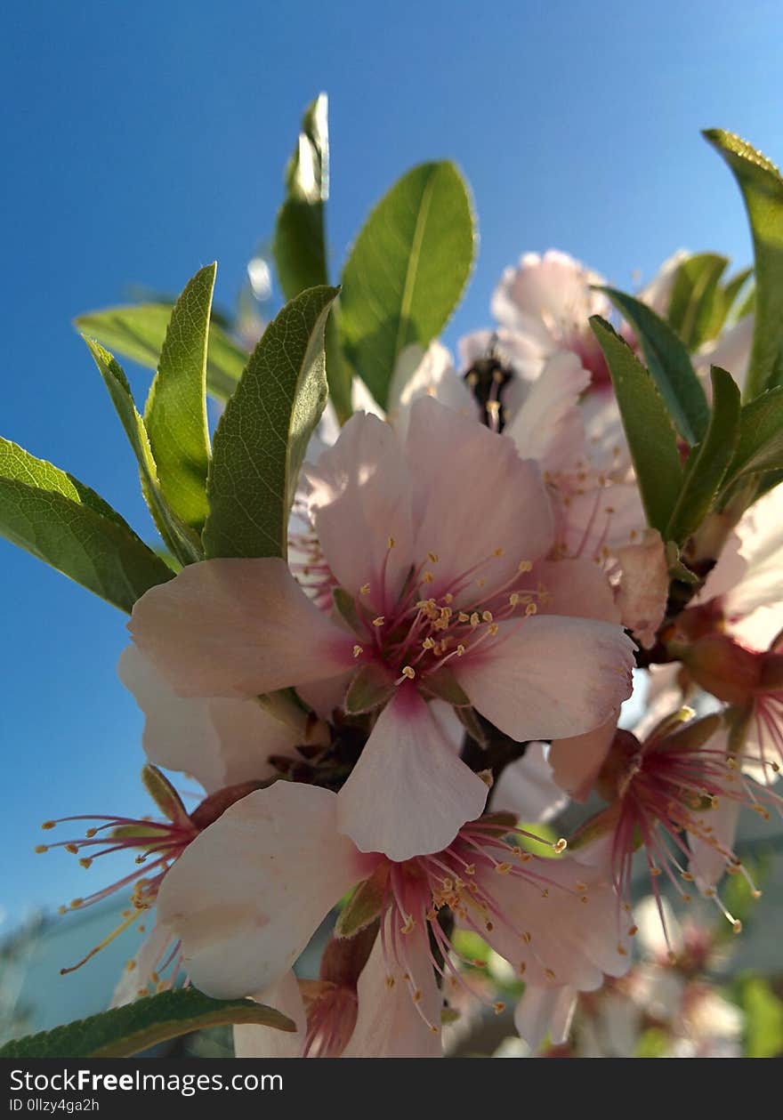 Blossom, Plant, Branch, Spring