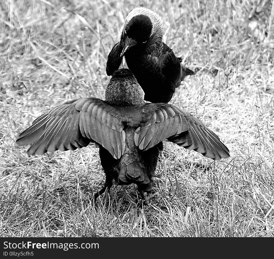 Bird, Black And White, Fauna, Monochrome Photography