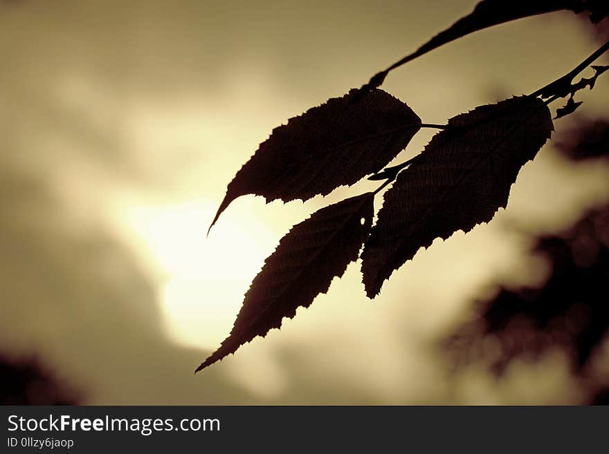 Leaf, Close Up, Twig, Branch