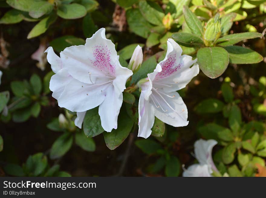 Flower, Plant, Flowering Plant, Flora